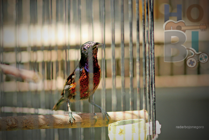 JADI MASTERAN: Burung kolibri ninja yang bisa menirukan banyak suara burung, membuat banyak yang menjadikannya sebagai guru vokal burung kicau lainnya.  (ANJAR DWI PRADIPTA/RDR.LMG)