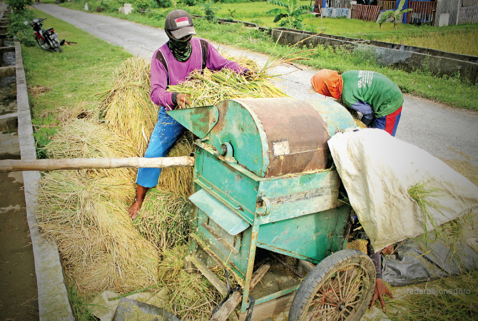 GUNAKAN MESIN PERONTOK: Pekerja merontokkan gabah menggunakan mesin lama. (ANJAR DWI PRADIPTA/RDR.LMG)