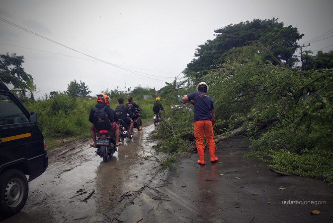 CUACA: Hujan dan angin kencang akibatkan pohon tumbang di wilayah Kelurahan Balun Kecamatan Cepu, Senin (27/2). (RAHUL OSCARRA DUTA/RDR.BLORA)