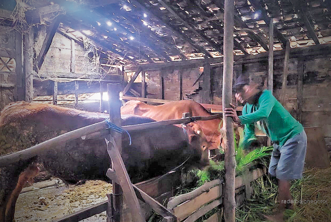ADA PELUANG: Peternak sapi saat memberi pakan. Blora memiliki populasi sapi 278 ekor. (DOKUMENTASI RDR.BLORA)