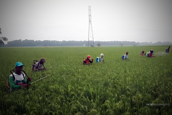 MENGUSIR HAMA: Para petani di Desa Sogo, Kecamatan Kedungtuban, menyemprotkan pestisida mengusir hama tanaman. Diketahui, desa-desa di Kecamatan Kedungtuban mulai memakai pupuk organik. (RAHUL OSCARRA/RDR.BLORA)