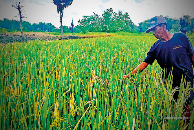 TERKENA SUNDEP: Sawah milik petani Desa Warukulon, Kecamatan Pucuk yang terserang sundep. (ISTIMEWA FOR RDR.LMG)
