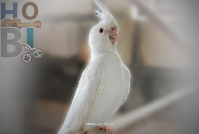 BANYAK PENGGEMAR: Burung parkit Australia memiliki warna bulu yang indah. (ANJAR DWI PRADIPTA/RDR.LMG)