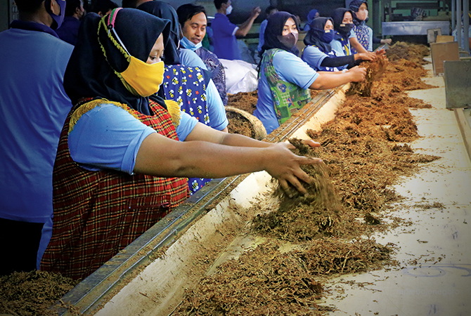 MENGOLAH TEMBAKAU: Buruh perusahaan rokok di Bojonegoro proses pengeringan daun tembakau. Tahun ini cuaca mendukung bertanam prediksi kemarau panjang. (DOKUMENTASI RDR.BJN)