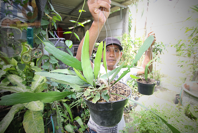 BANYAK PENGGEMAR: Agus Rowandi, salah satu pembudidaya tanaman hias di Lamongan saat menunjukkan beberapa tanaman wijayakusuma koleksinya. (ANJAR DWI PRADIPTA/RDR.LMG)
