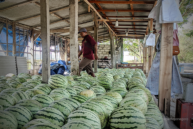 JUMBO: Buah semangka di Desa Sumengko dilapak tepi Jalan Bojonegoro-Cepu. Diminati pemudik. (DHANI WAHYU ALFIANSYAH/RDR.BJN)