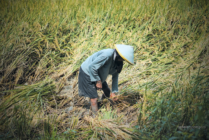 AGRARIA: Petani di Kecamatan Trucuk. BPS akan gelar Sensus Pertanian. Hanya petani butuh sosialisasi agar tidak kaget saat disurvei. (DOKUMENTASI RDR.BJN)