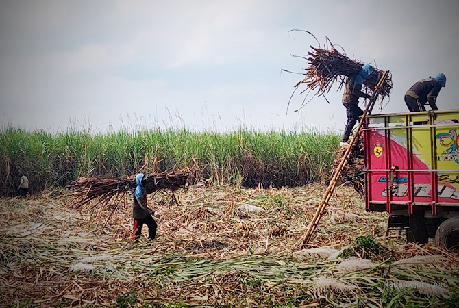 UNTUK GULA: Aktivitas alat berat mengangkut panen tebu di Pabrik GMM Blora.(LUKMAN HAKIM/RDR.BLORA)