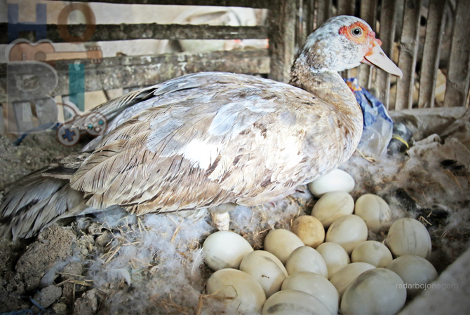 MENGERAMI TELUR: Salah satu entok hias milik Suwaji yang cukup produktif. (ANJAR DWI PRADIPTA/RDR.LMG)