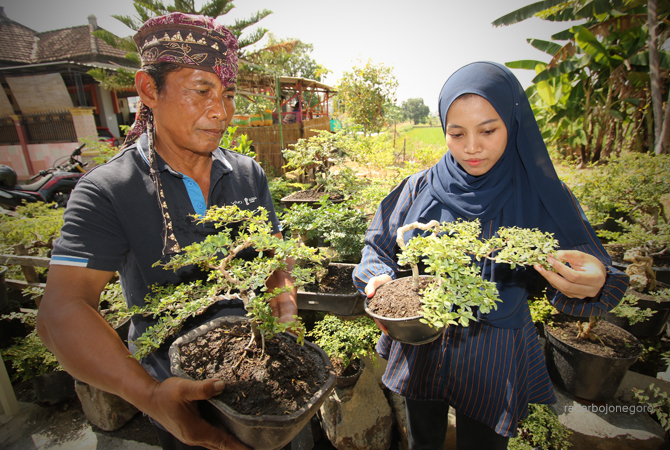 TELATEN: Nipan dan putrinya menunjukkan beragam jenis bonsai di pekarangan rumahnya. (ANJAR DWI PRADIPTA/RDR.LMG)