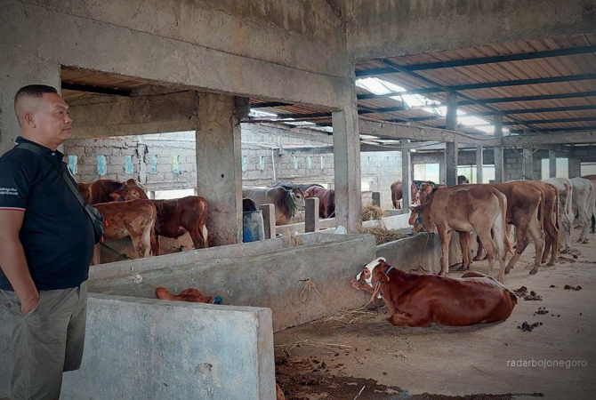 BAKAL DIPERIKSA: Peternakan sapi di Blora. Semua ternak yang dijual untuk kurban bakal diperiksa kesehatannya. (LUKMAN HAKIM/RDR.BLORA)