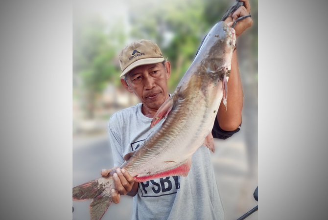 UKURAN BESAR: Seorang pemancing membawa ikan jambal ukuran jumbo. Didapatkan saat memancing di Bengawan Solo, persisnya di Ledok Kulon kemarin. (WAHYU DHANI ALFIANSYAH/RDR.BJN)