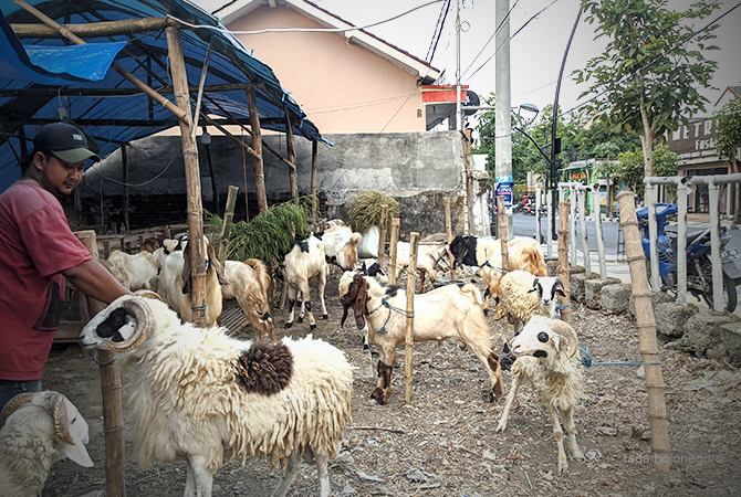 DADAKAN: Salah satu penjual kambing kurban di Jalan Panglima Sudirman, Bojonegoro. Puluhan stok disediakan, sehari 2-4 ekor lalu jelang Idul Kurban. (DHANI WAHYU ALFIANSYAH/RDR.BJN)