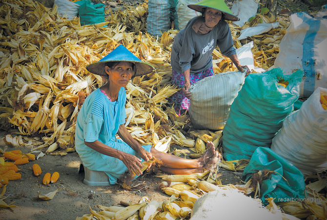 PANEN KEDUA: Petani di Desa Ngelo, Kecamatan Margomulyo, mengupas kulit jagung. Harga jagung panen kedua ini tren turun. (EKA FITRIA MELLINIA/RDR.BJN)