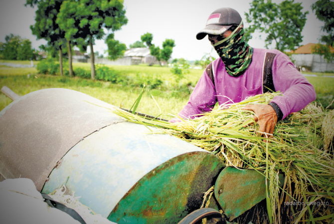 TERSERANG HAMA: Produktivitas panen kedua ini turun, dengan provitas sekitar 7,53 ton per hektare (ha). (ANJAR DWI PRADIPTA/RDR.LMG)