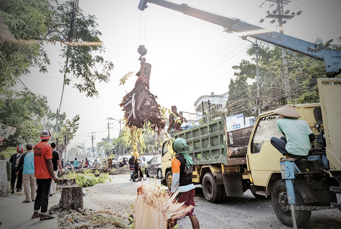 PROYEK DRAINASE: Penebangan pohon di Jalan Teuku Umar, Bojonegoro. Tahun ini ada enam titik pengerjaan trotoar (WAHYU DHANI ALFIANSYAH/RDR.BJN)