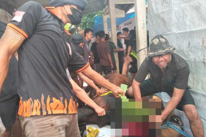 LDII Kota Semarang menyembelih 325 sapi dan 83 kambing pada Idul Adha tahun ini. Jumlah hewan kurban tersebut mengalami peningkatan dari tahun lalu.