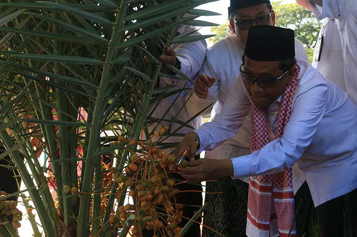Menko Polhukam Mahfud MD saat memanen kurma usai menunaikan salat Idul Adha di Masjid Agung Jawa Tengah 29 Juni 2023.