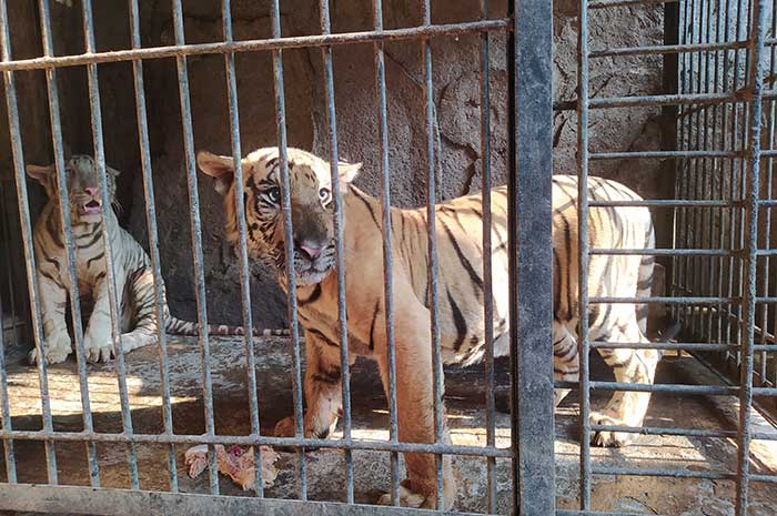 Cipung dan saudara kembarnya yang belum memiliki nama.