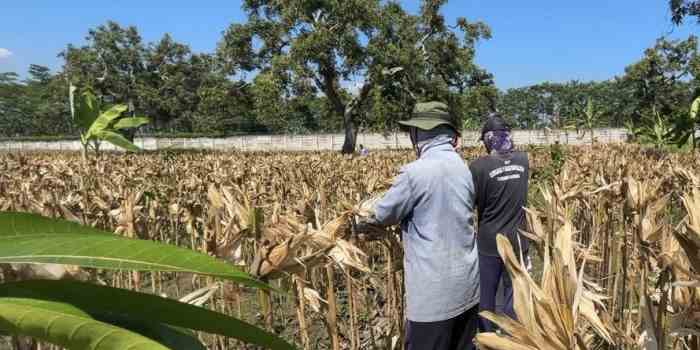 PANEN : Sejumlah narapidana asyik memanen jagung di lahan Lapas. (ISTIMEWA)