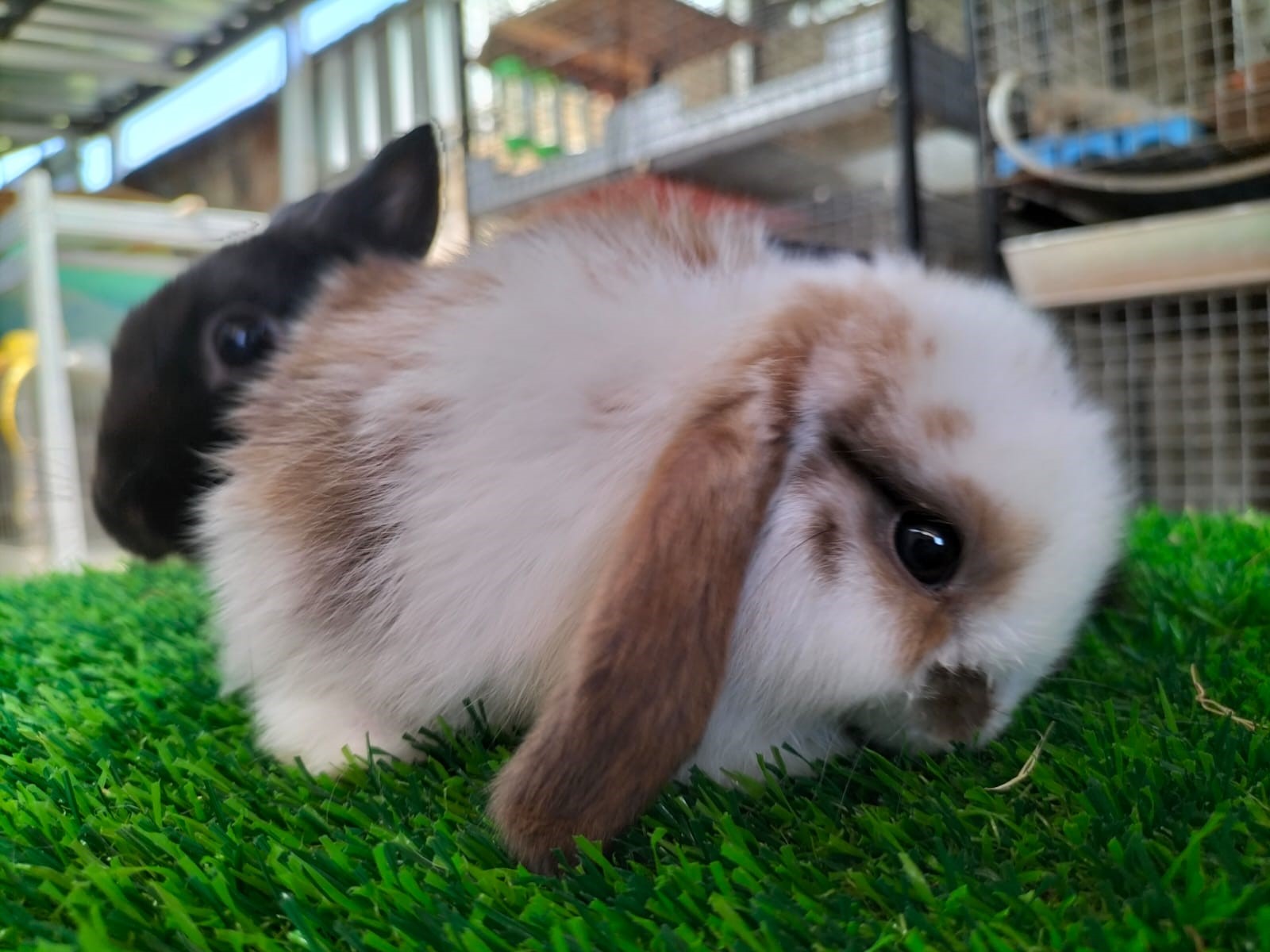 Kelinci hias jenis holland lop&nbsp; yang dikembangkan Lia Candra Ambarsari di Mangunsari, Gunung Pati, Kota Semarang Selasa (18/7/2023).