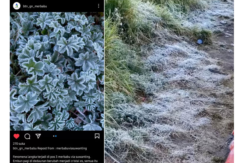 Postingan BTNGMb di Instagram yang menunjukkan adanya embun di daun yang membeku di pos 3 merbabu via suwanting. (Foto kanan) Tangkapan layar video yang menunjukkan embun di rumput yang membeku.
