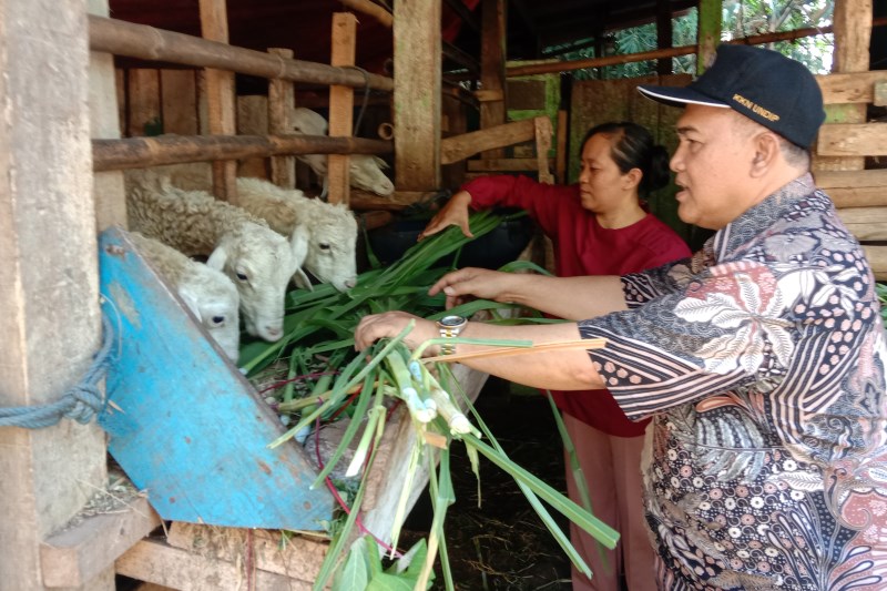PAKAN BERNUTRISI : Dosen Peternakan Undip Sutrisno sedang memberikan contoh pakan rumput bernutrisi kepada peternak kambing di Desa Plelen, Gringsing, Jum