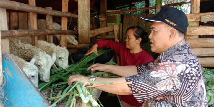 PAKAN BERNUTRISI : Dosen Peternakan Undip Sutrisno sedang memberikan contoh pakan rumput bernutrisi kepada peternak kambing di Desa Plelen, Gringsing, Jum