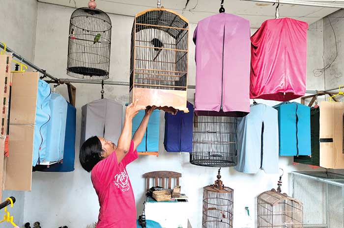 Wawan pemilik WKM Bird School di Kokosan, Sendangguwo, Tembalang tampak tengah merawat burung-burungnya.
