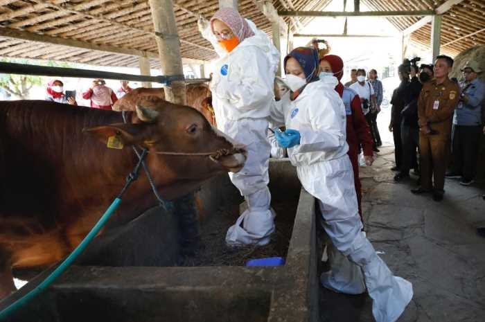 Petugas Disnakkeswan saat melakukan vaksinasi pada hewan ternak sapi untuk mencegah penyebaran virus antraks.