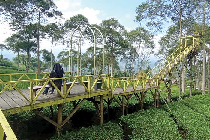 Wisatawan berfoto di tengah jembatan yang membentang di antara hamparan teh.
