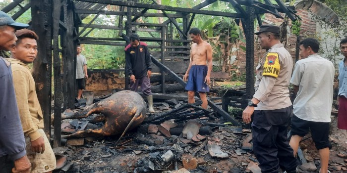 KANDANG KEBAKARAN : Petugas pemadam kebakaran saat meninjau ternak yang mati terpanggang di dalam kandang Minggu (20/8/2023).
