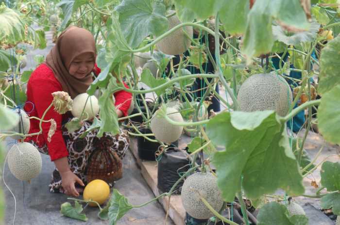 Para pengunjung saat tengah memanen buah melon di Green House SMK Negeri H Moenadi Ungaran.