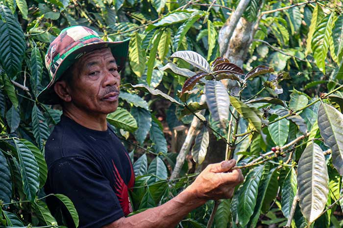 Salah satu petani di Desa Pledokan sedang memanen biji kopi wulung yang sudah merah.