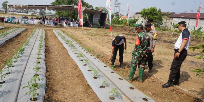 TANAM SAYURAN : Eduwisata Kebun Pilkatu di Kelurahan Jenggot, Kecamatan Pekalongan Selatan, Kota Pekalongan kini sudah mulai ditanami aneka jenis sayuran.