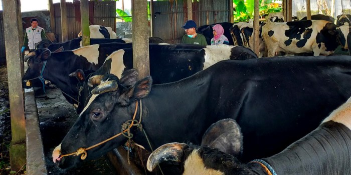 PENGAWASAN : Dinpera Kota Pekalongan melakukan pengawasan dan pemantauan pengelolaan peternak Kota Pekalongan beberapa waktu kemarin.