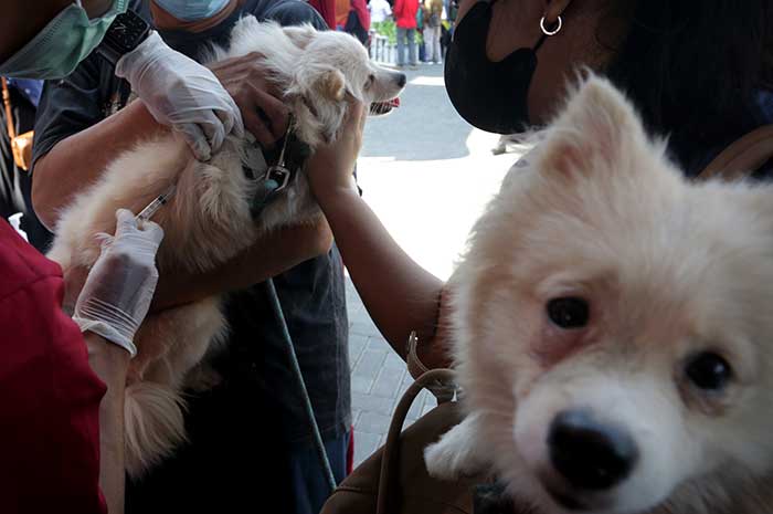 Dinas Pertanian Kota Semarang menggelar vaksinasi masal hewan peliharaan untuk mengantisipasi penularan rabies.