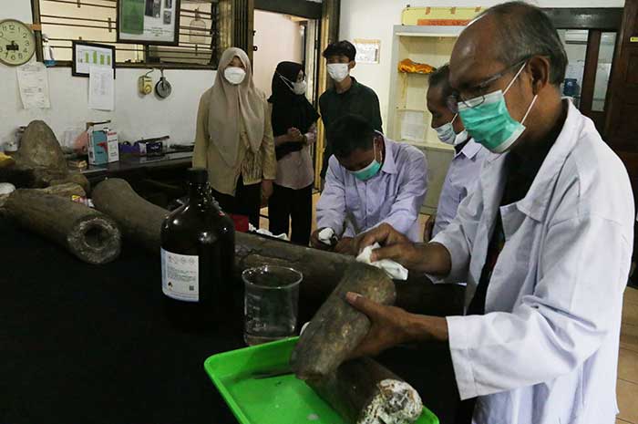 Petugas konservasi Museum Ranggawarsita melakukan restorasi terhadap gading gajah yang patah.