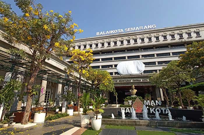 Bunga Tabebuya bermekaran di Depan Halaman Balai Kota dan Jalan Pemuda Semarang.