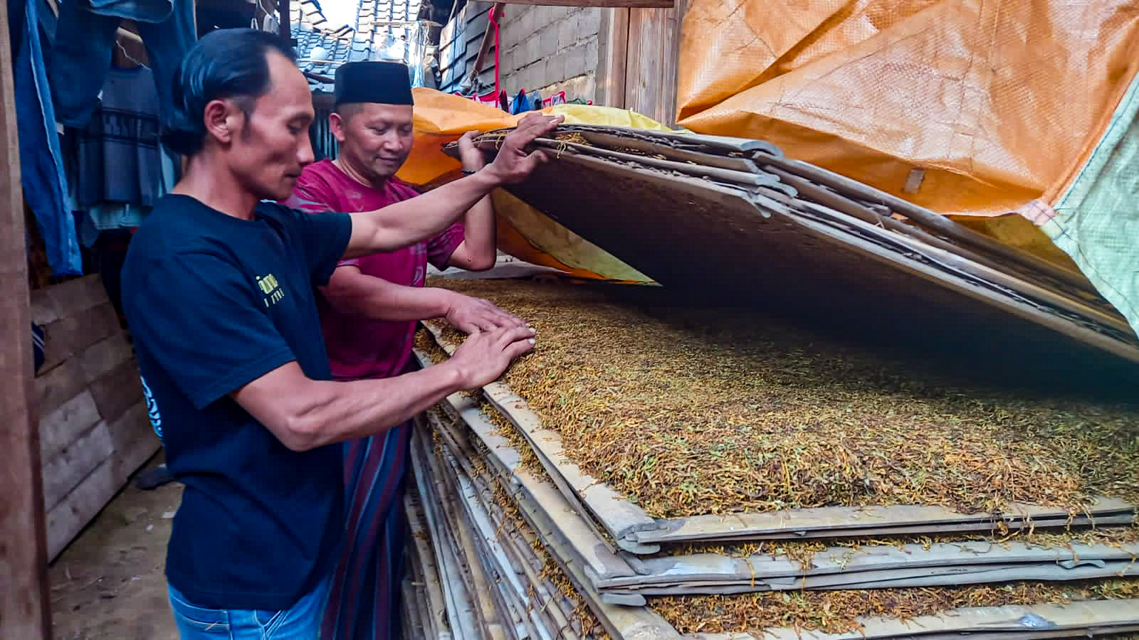 Tembakau yang nantinya akan dijemur oleh petani tembakau Desa Jetak