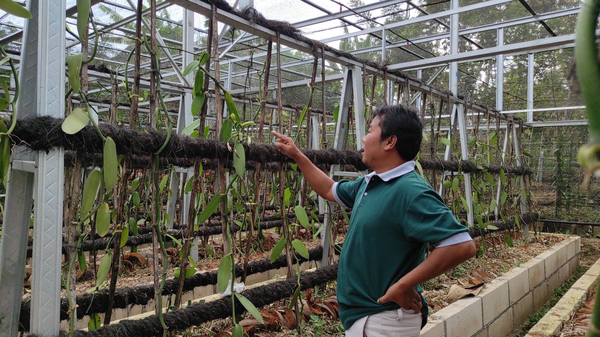 Pengelola Kemuning Garden Farm saat menunjukkan bunga tanaman vanili