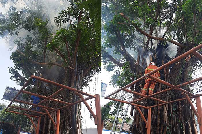 Pohon beringin berumur ratusan tahun didepan Perumda Bank Salatiga terbakar sekira pukul 09.50 WIB.