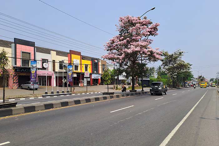 Bunga tabebuya kembali bermekaran di sepanjang Jalan Magelang-Jogjakarta.