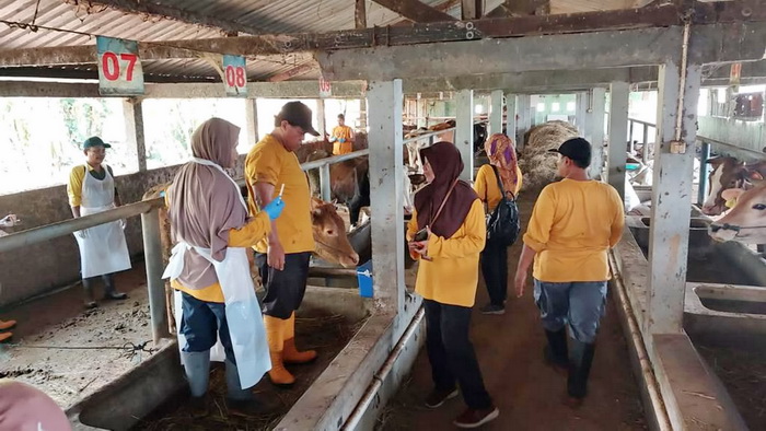 SUNTIK &ndash; Petugas dari Dinpera sat melakukan suntik vaksin kepada ternak di peternakan Sapi Ali Saadi, Clumprit Pekalongan Utara, Kamis (12/10).