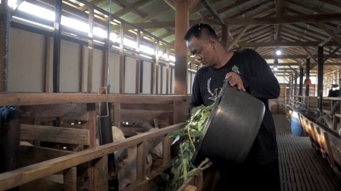 BERI PAKAN - Bripka Lutfil Hakim saat berikan pakan pada kambing peliharaan di Pemalang.