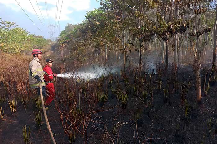 Sejumlah petugas Damkar Kabupaten Semarang tengah memadamkan api di lahan yang terbakar.