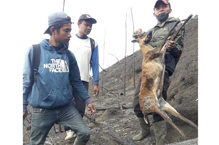 Bangkai satwa liar ditemukan usai kebakaran di Lereng Gunung Merbabu