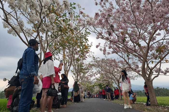 Sepanjang jalan menuju Dusun Ngletoh, Payaman, Secang menjadi lokasi primadona baru untuk berswa foto dan sangat instagrammable.