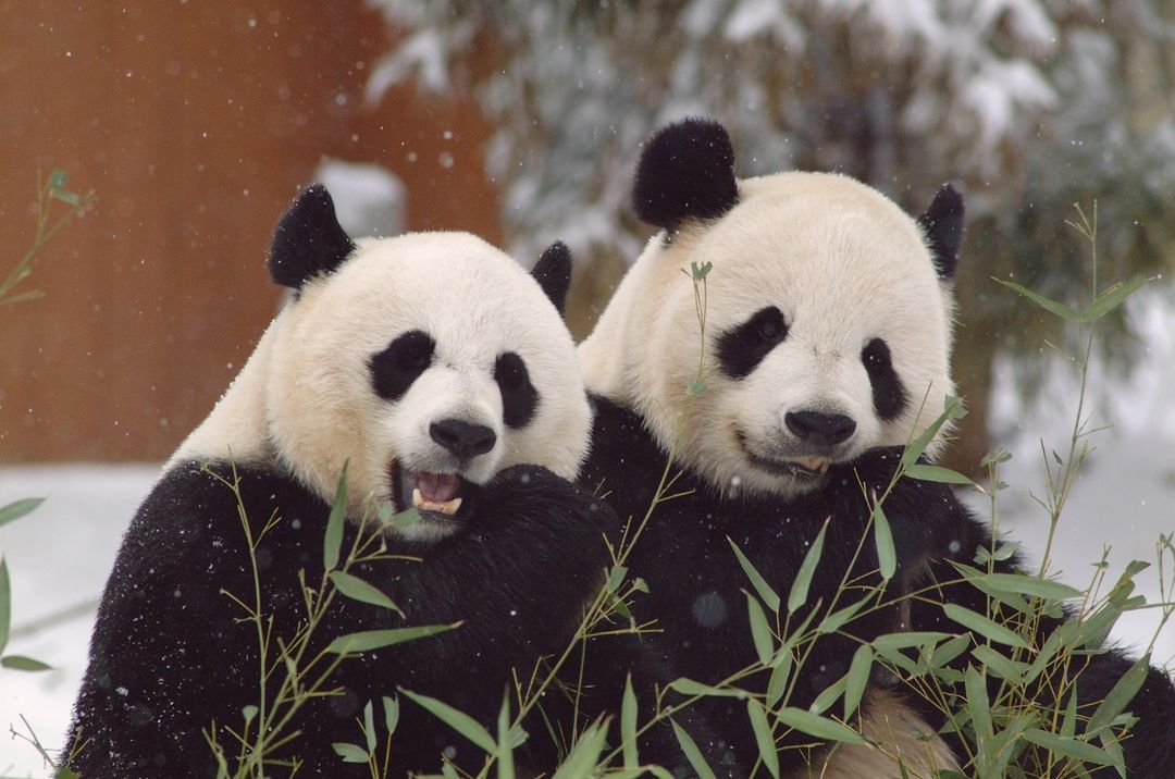 Mei Xiang dan Tian Tian makan bambu bersama saat hujan salju.