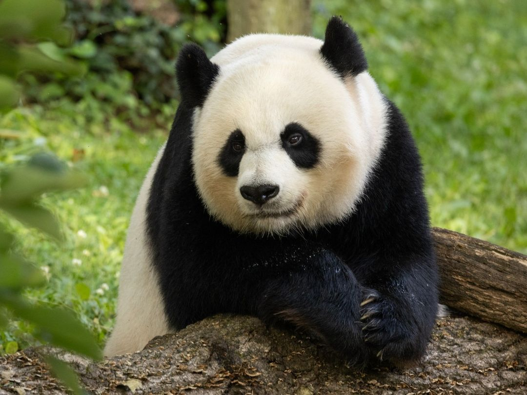 Mei Xiang, ibu panda raksasa ketika berulang tahun yang ke-25.